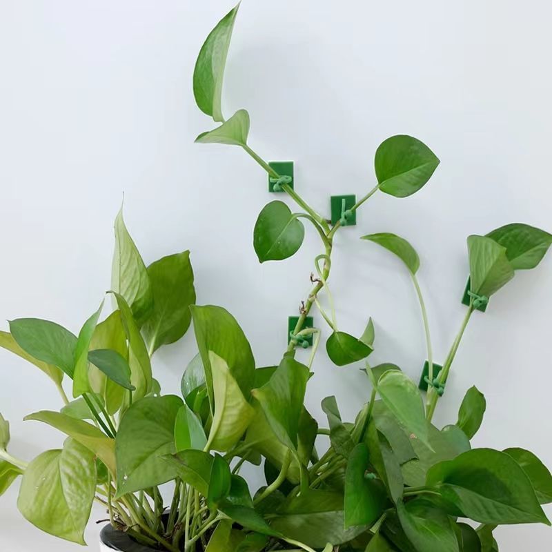 自己粘着式植物クライミングウォール固定クリップ、つる性植物固 - Vine Climbing Plastic のレビューと価格