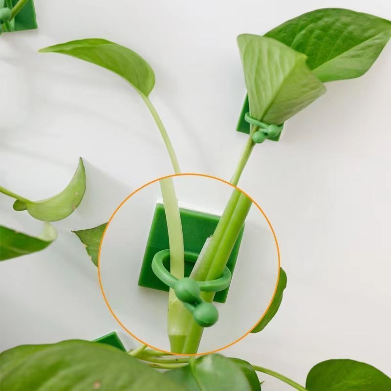 自己粘着式植物クライミングウォール固定クリップ、つる性植物固 - Vine Climbing Plastic のレビューと価格
