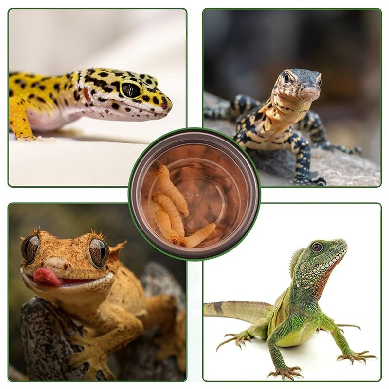 クレステッドゲッコー用フード＆ウォーターフィーディングカップ - Water Dish Reptile のレビューと価格